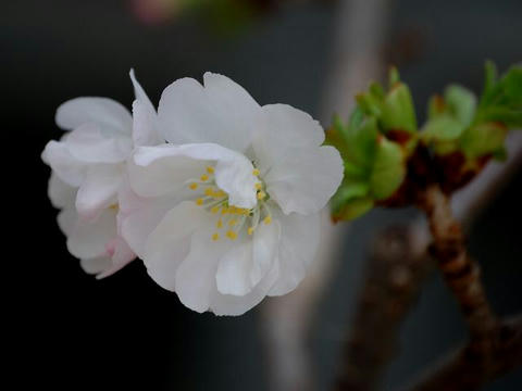 兼六園南殿（ケンロクエンナデン）
