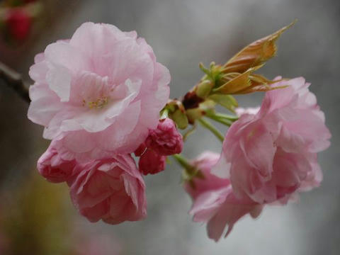 撫子桜（ナデシコザクラ）