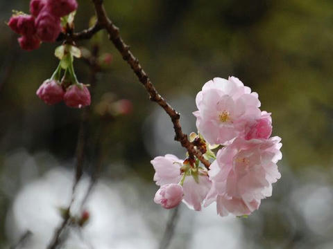 撫子桜（ナデシコザクラ）