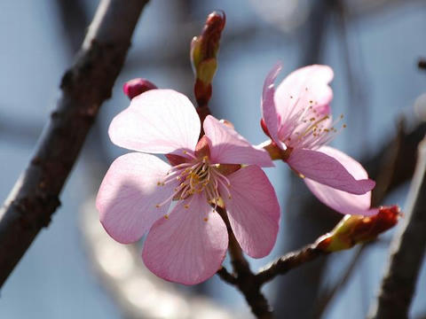 大山桜（オオヤマザクラ）