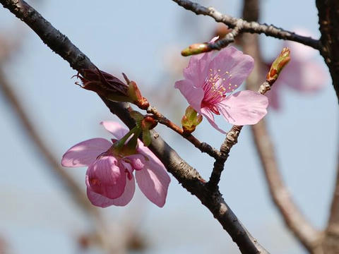 大山桜（オオヤマザクラ）