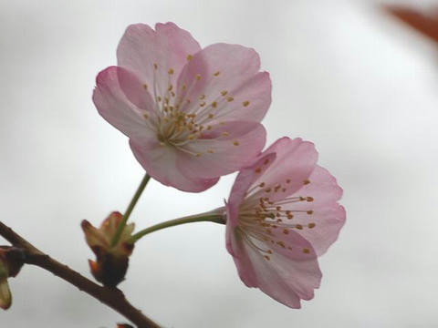 紫桜（ムラサキザクラ）