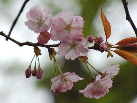紫桜（ムラサキザクラ）