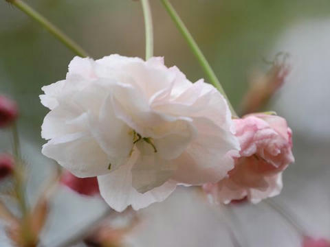 松前花染衣（マツマエハナゾメイ）