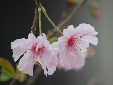 八重紅彼岸（ヤエベニヒガン）
