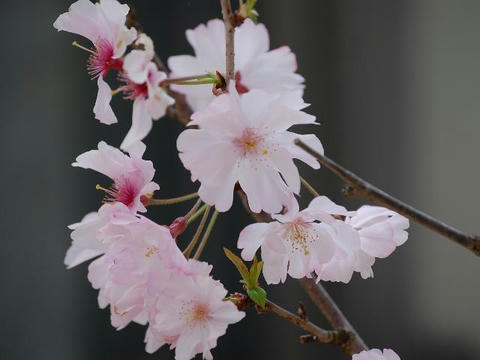 八重紅彼岸（ヤエベニヒガン）