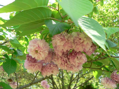 兼六園菊桜（ケンロクエンキクザクラ）