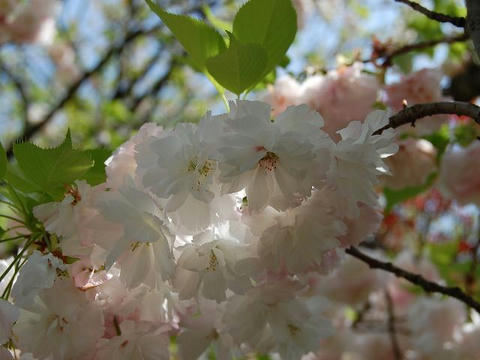 松月（ショウゲツ）