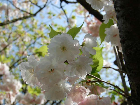 松月（ショウゲツ）