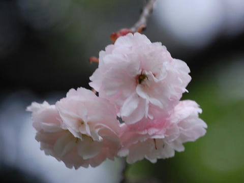 紅普賢象（ベニフゲンゾウ）