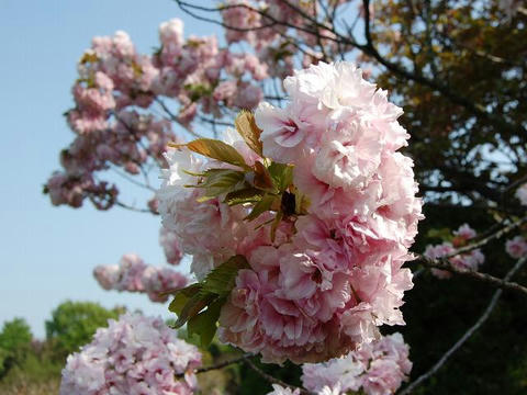福禄寿（フクロクジュ）