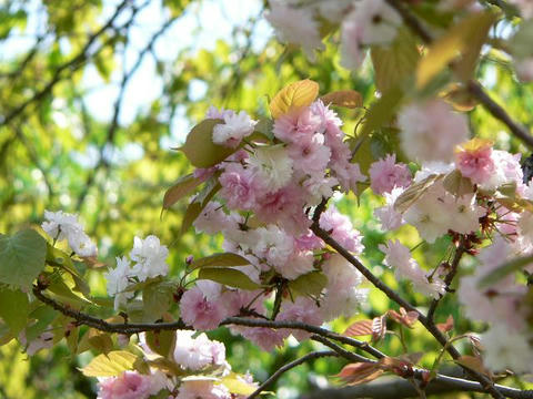 奈良八重桜（ナラヤエザクラ）