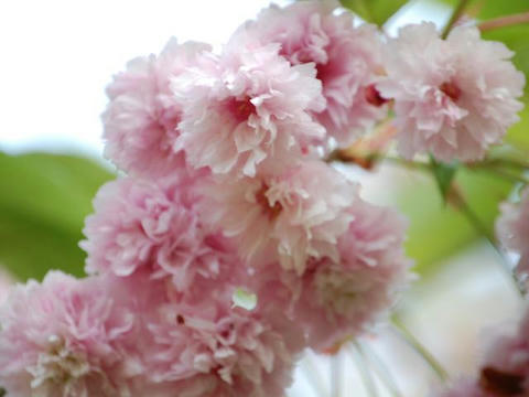 菊桜（キクザクラ）