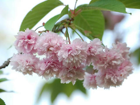 菊桜（キクザクラ）