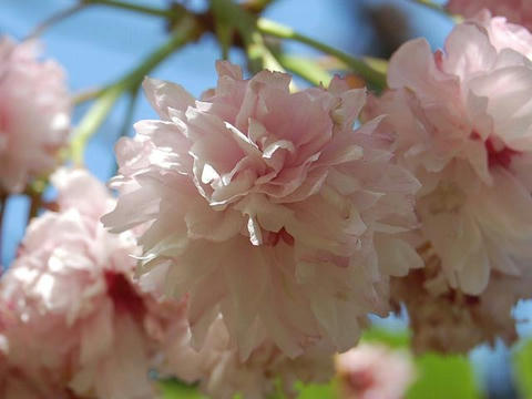 梅護寺数珠掛桜（バイゴジジュズカケザクラ）