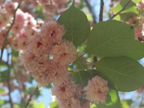 梅護寺数珠掛桜（バイゴジジュズカケザクラ）