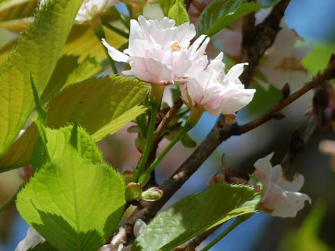 天の川（アマノガワ）