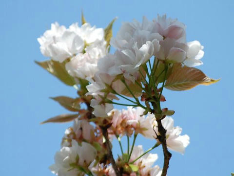 天の川（アマノガワ）