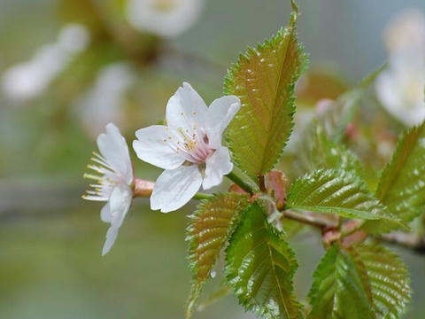 千島桜（チシマザクラ）