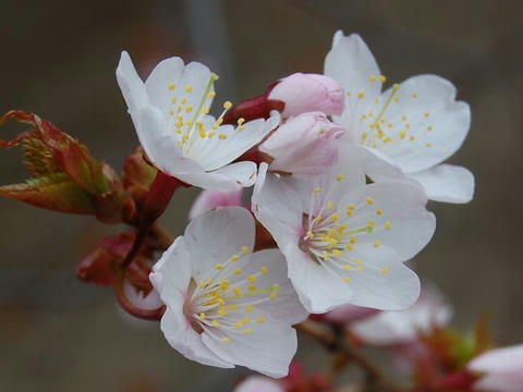 千島桜（チシマザクラ）