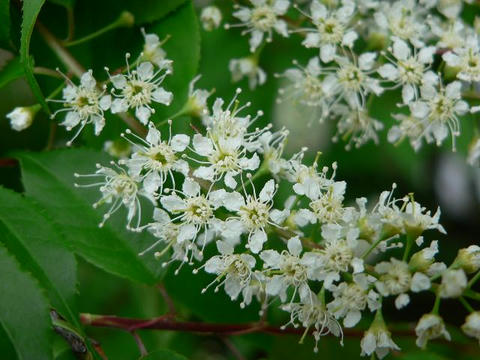 上溝桜（ウワミズザクラ）