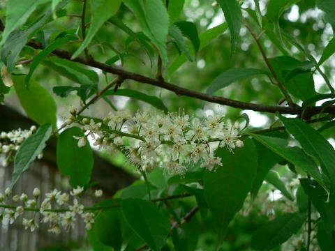 上溝桜（ウワミズザクラ）