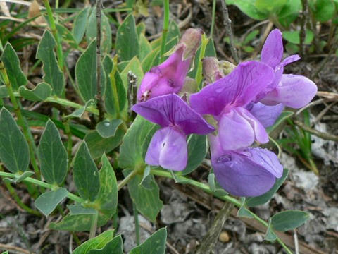 浜豌豆（ハマエンドウ）