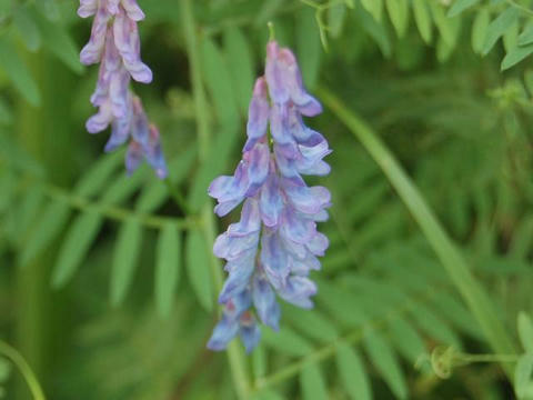 草藤（クサフジ）