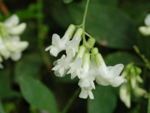 白花南天萩（シロバナナンテンハギ）