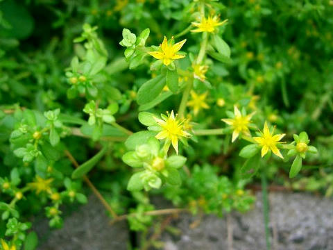 子持ち万年草（コモチマンネングサ）