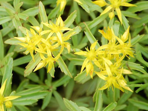 細葉の麒麟草（ホソバノキリンソウ）