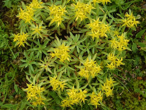 細葉の麒麟草（ホソバノキリンソウ）