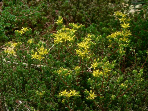 深山万年草（ミヤママンネングサ）