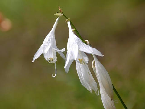 白花小葉擬宝殊（シロバナコバギボウシ）