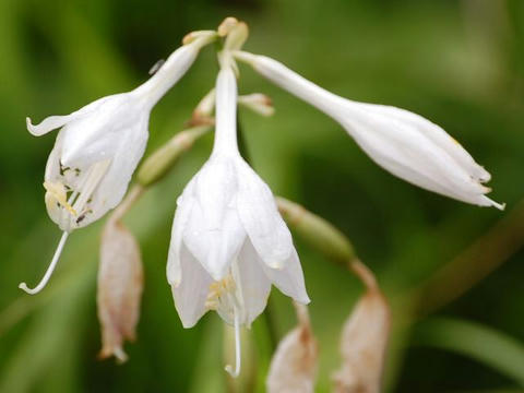 白花立擬宝珠（シロバナタチギボウシ）