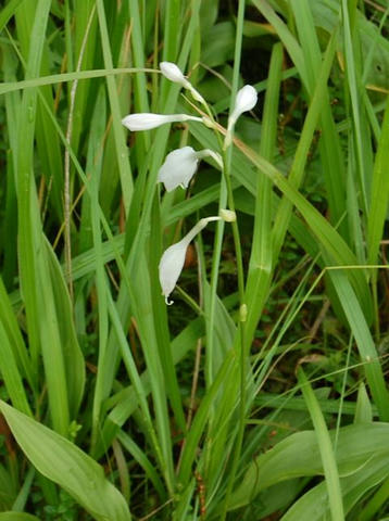 白花立擬宝珠（シロバナタチギボウシ）