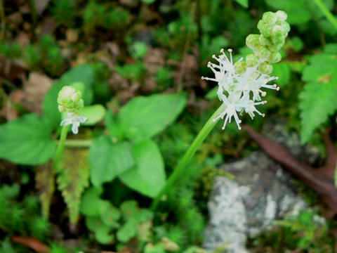 白花蔓穂（シロバナツルボ）