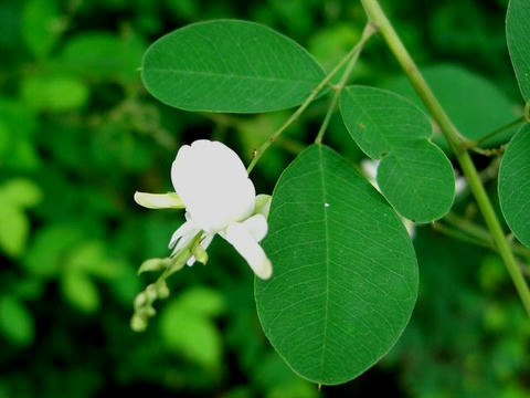 白花萩（シロバナハギ）
