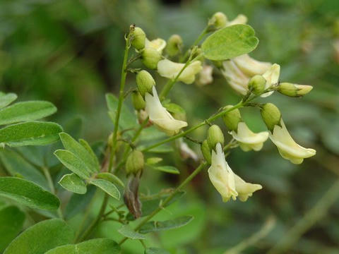 黄花黄耆（キバナオウギ）