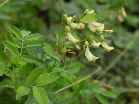 黄花黄耆（キバナオウギ）
