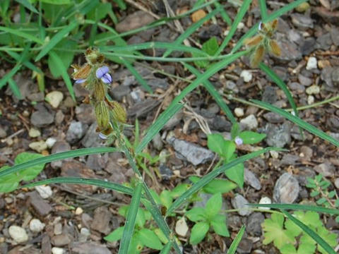 狸豆（タヌキマメ）
