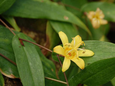黄花の突抜杜鵑草（キバナノツキヌキホトトギス）
