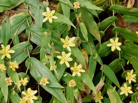黄花の突抜杜鵑草（キバナノツキヌキホトトギス）