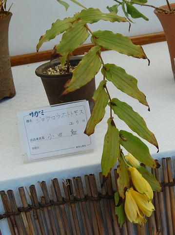 相模上臈杜鵑草（サガミジョウロウホトトギス）