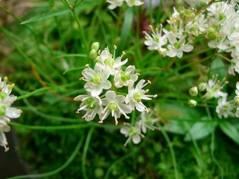 白花深山辣韮（シロバナミヤマラッキョウ）