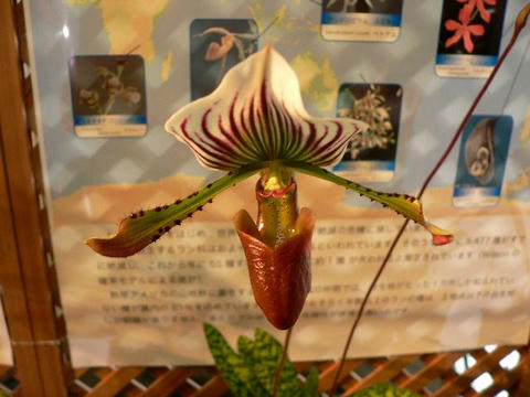 パフィオペデルム・ローレンセアヌム