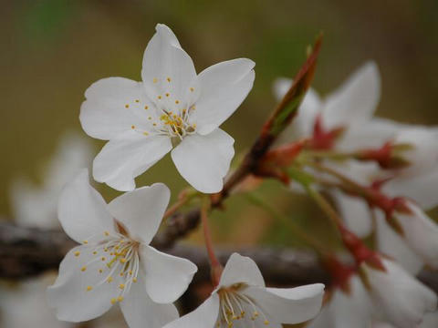 石戸の蒲桜（イシドノカバザクラ）