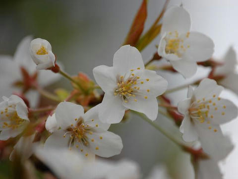 石戸の蒲桜（イシドノカバザクラ）