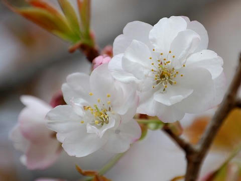 佐野桜（サノザクラ）
