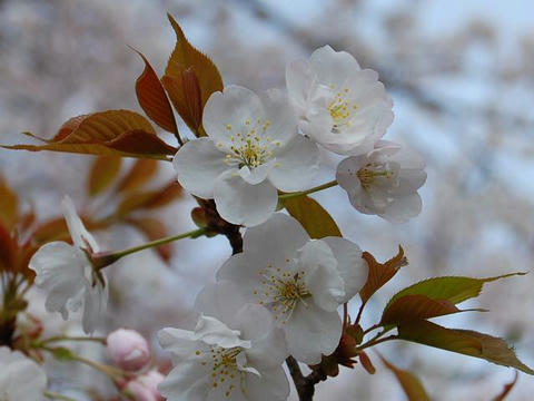 佐野桜（サノザクラ）